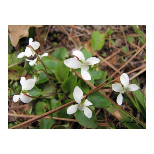 White Bog Violets print