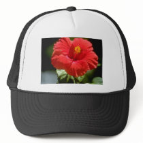 White Bougainvillea blossom, Prospect Plantation, Mesh Hats