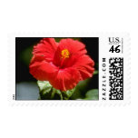White Bougainvillea blossom, Prospect Plantation, Stamps