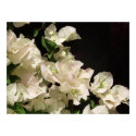 White Bougainvillea Flowers Poster posters