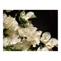 White Bougainvillea Flowers Poster posters by kit2008 White Bougainvillea Flowers Poster posters
