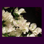 White Bougainvillea Flowers Poster