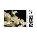 White Bougainvillea Flowers Stamp by kit2008 White Bougainvillea Flowers Stamp