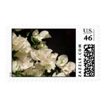 White Bougainvillea Flowers Stamp