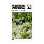 White Bougainvillea Postage
