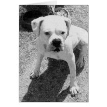 White Boxer Card
