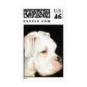 "White Boxer" Dog Art Postage Stamp
