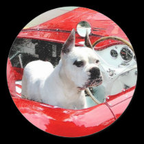 White Boxer Dog in Maserati stickers