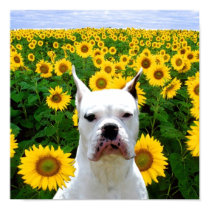 White Boxer dog in sunflowers canvas print