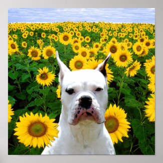 White Boxer dog in sunflowers canvas print print