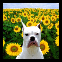 White Boxer dog in sunflowers canvas print