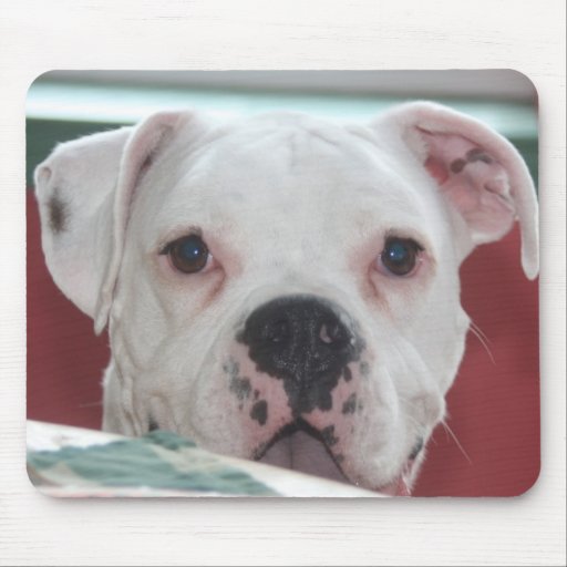 White Boxer Dog Photo Mouse Pad Zazzle