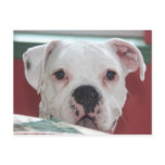 White Boxer Dog Photo Post Crd Postcards