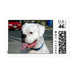 White Boxer Dog Postage postage
