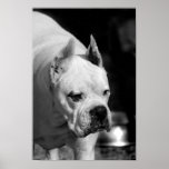 White Boxer Dog poster posters
