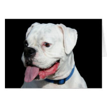 White Boxer greeting card