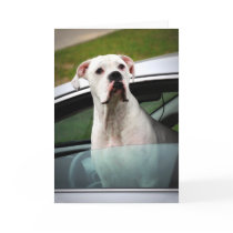 White Boxer in a Car Cards