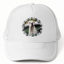 White Boxer in a Car Hat