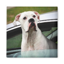 White Boxer in a Car Fridge Magnet