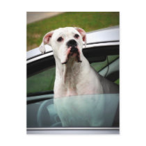 White Boxer in a Car Post Cards