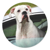 White Boxer in a Car Sticker