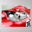 White Boxer in Maserati poster posters