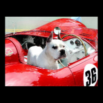 White Boxer in Maserati poster posters