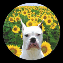 White boxer in sunflowers stickers stickers