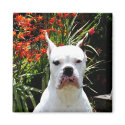 White boxer magnet