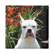 White boxer magnet