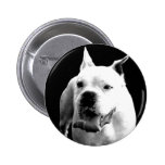 White boxer pin