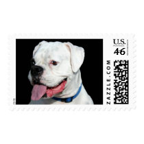 White Boxer postage