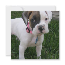 White Boxer Puppy Dog Invitation