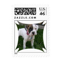 White Boxer Puppy Dog Postal Stamp