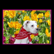 White boxer puppy in tulips poster posters