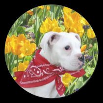 White boxer puppy in Tulips stickers stickers
