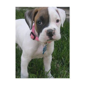 Boxer Puppy Image by DogPoundGifts, zazzle.com