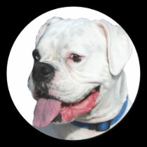 White Boxer stickers