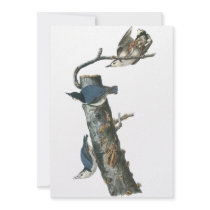 White-breasted Nuthatch, John Audubon Personalized Invite