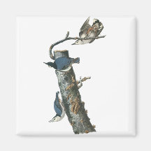 White-breasted Nuthatch, John Audubon Fridge Magnet