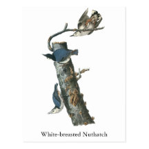 White-breasted Nuthatch, John Audubon Postcards