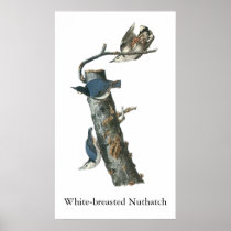 White-breasted Nuthatch, John Audubon Posters