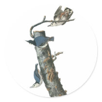 White-breasted Nuthatch, John Audubon Stickers