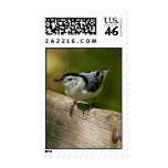 White-Breasted Nuthatch Postage Stamps
