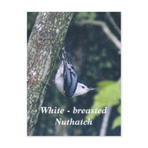 White - breasted Nuthatch postcards by Russ45 White - breasted Nuthatch postcards