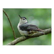 White Breasted Nuthatch Postcard 2