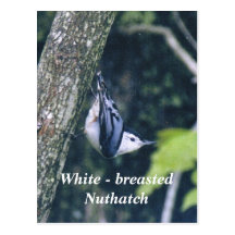 White - breasted Nuthatch Postcards