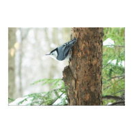 White Breasted Nuthatch Stretched Canvas Print