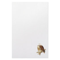 White Breasted Sea Eagle. Large Bird of Prey. Stationery Design