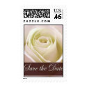 White bridal rose - save the date postage by perfectpostage White bridal rose - save the date postage